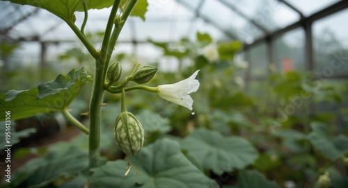 Fresh spring cucumber with ...