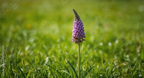 Purple flower in full bloom...
