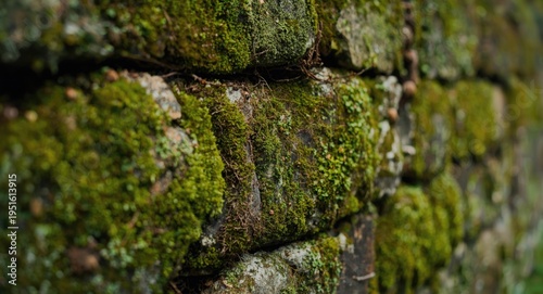 Close focus on mossy patche...