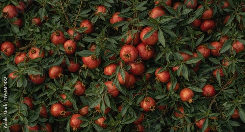 Bush with abundant ripe pom...