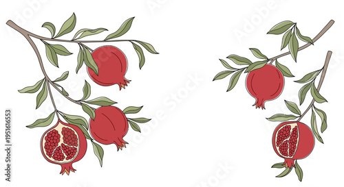 Two branches with pomegranates, one fruit halved to reveal seeds, on a white background