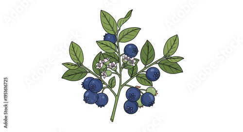 A vibrant illustration of a blueberry bush laden with ripe berries and delicate white flowers on a white background