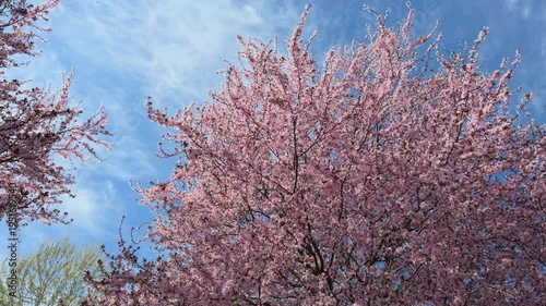 Cherry blossoms bloom under the blue sky in spring at the park.