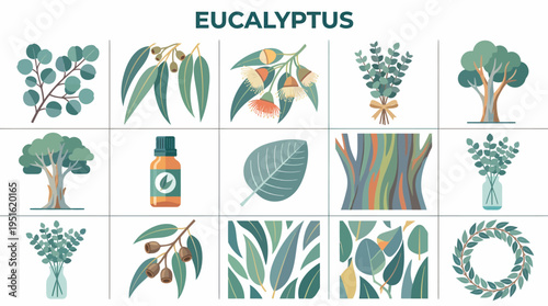 Eucalyptus Collection: Leaves, Branches, Oil, Tree, Wreath