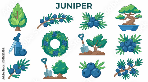 Juniper Berry Collection: Tree, Bonsai, Oil, Wreath, Branch