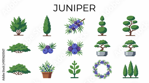 Juniper Plant Variations: Berries, Topiary, Bonsai, Wreath