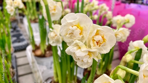 Close Up of White Double Daffodil Blossom with Yellow Center in Garden Center