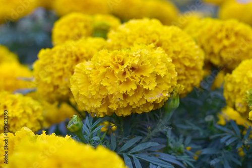 Bright Yellow marigold flower blossom in garden, Bright Yellow Mari Gold flowers for decorate garden, Close up of beautiful Yellow marigold flower. Nature, Marigold flowers bloom in the morning, Mari