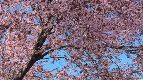 Cherry blossoms bloom under the blue sky in spring at the park.