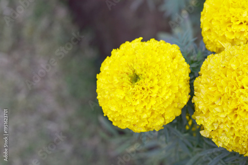 Bright Yellow marigold flower blossom in garden, Bright Yellow Mari Gold flowers for decorate garden, Close up of beautiful Yellow marigold flower. Nature, Marigold flowers bloom in the morning, Mari