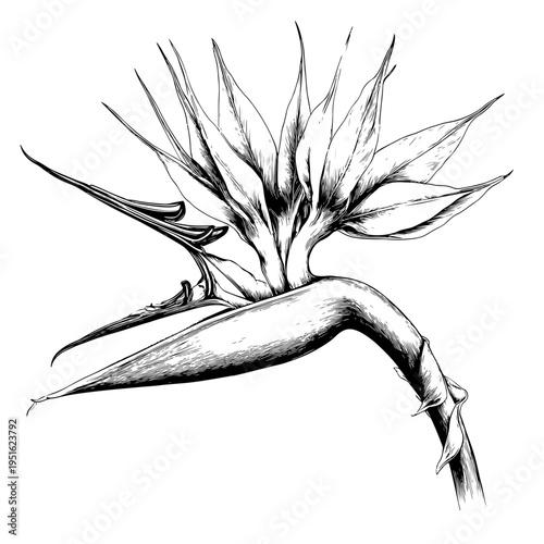 Exquisite Hand-Drawn Bird of Paradise Flower Illustration - Realistic Botanical Art for Adobe Stock