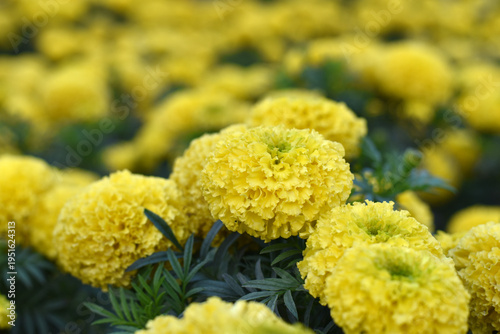 Bright Yellow marigold flower blossom in garden, Bright Yellow Mari Gold flowers for decorate garden, Close up of beautiful Yellow marigold flower. Nature, Marigold flowers bloom in the morning, Mari