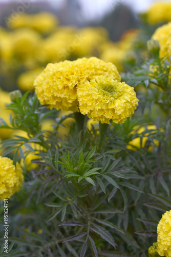 Bright Yellow marigold flower blossom in garden, Bright Yellow Mari Gold flowers for decorate garden, Close up of beautiful Yellow marigold flower. Nature, Marigold flowers bloom in the morning, Mari