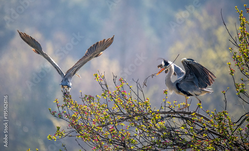 A heron spreading its wings and flying