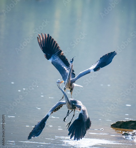 A heron spreading its wings and flying