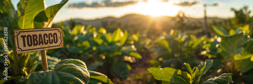 Close-up of a sign with the text  tobacco  against a field background