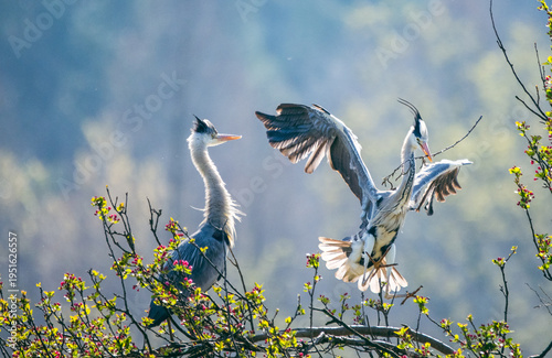 great blue heron ardea cinerea