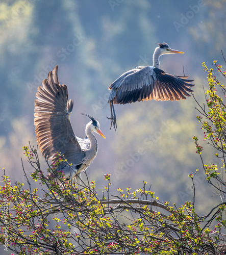 A heron spreading its wings and flying