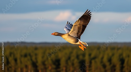 Goose in Flight - A Majestic Bird Soaring Above the Forest.