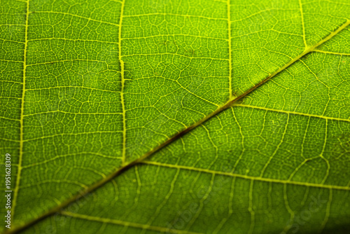 Abstract nature background of a bright green leaf in backlighting.