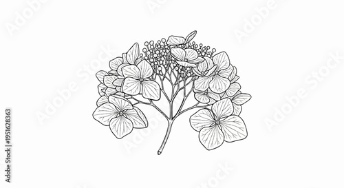 Detailed black and white line drawing of a cluster of hydrangea flowers