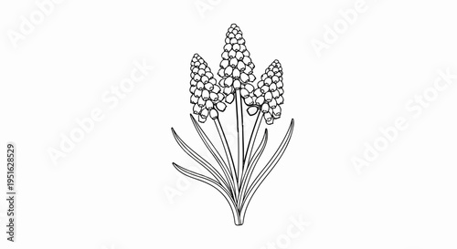 Delicate ink drawing of three clustered grape hyacinth blooms with green leaves