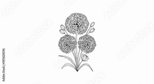 Delicate line art of blooming allium flowers on a white background