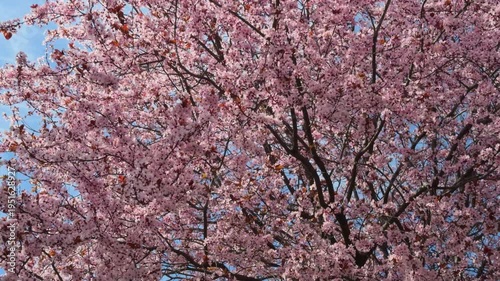 Cherry blossoms bloom under the blue sky in spring at the park.