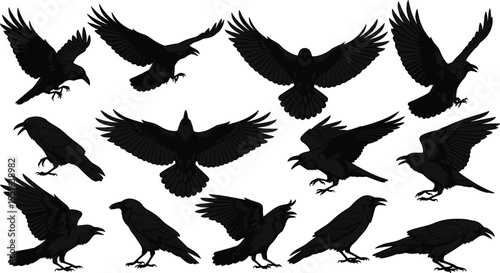 Foto Black silhouette set of ravens and crows in various flying and perched poses isolated on white background for vector design
