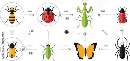 Insect transformation lifecycle vector illustration with bee, ladybug, mantis and butterfly stages, educational biology diagram for metamorphosis concept design