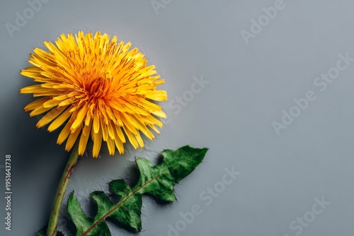 The delicate yellow dandelion puff, isolated against a white background, reveals its soft texture and singular structure