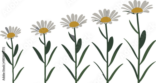 Five stylized daisies with yellow centers and white petals on green stems and leaves