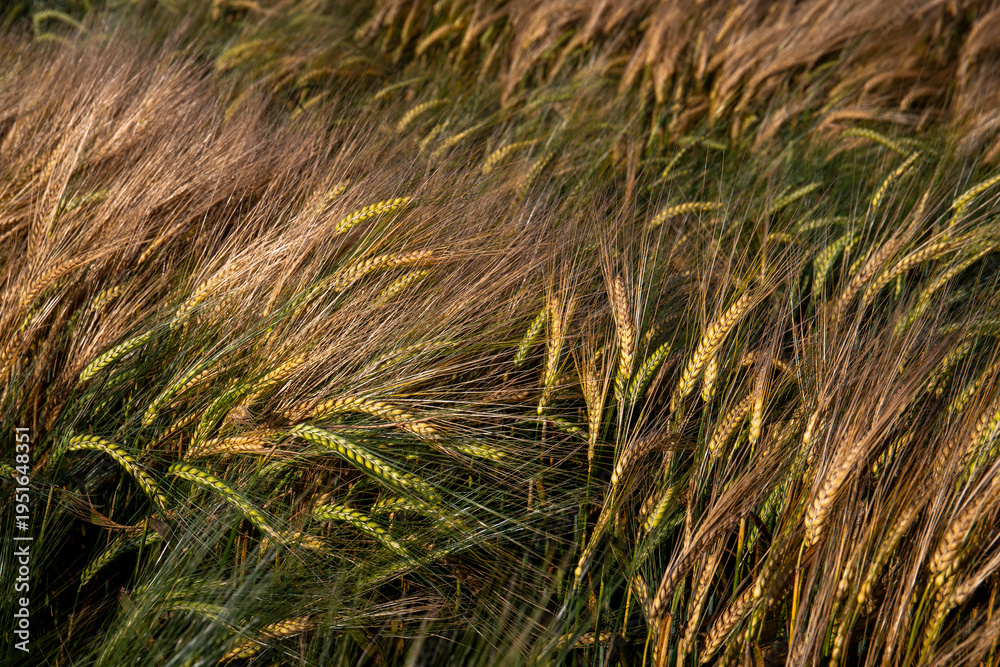 Obraz premium Fields of grain at sunset