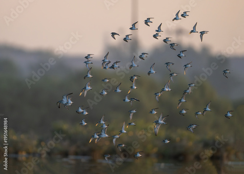 Konstfotografi Flock of Little Stints in synchronized morning flight.