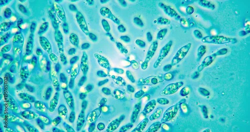 Rotating View of Yeast Cells at 400x Zoom for Microbiological Research in Fermentation Tech and Synthetic Biology with Potential for Sustainable Food Production and Genetic Cloning Studies