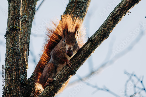 Eichhörnchen schaut von einem Ast mit buschigem Schwanz