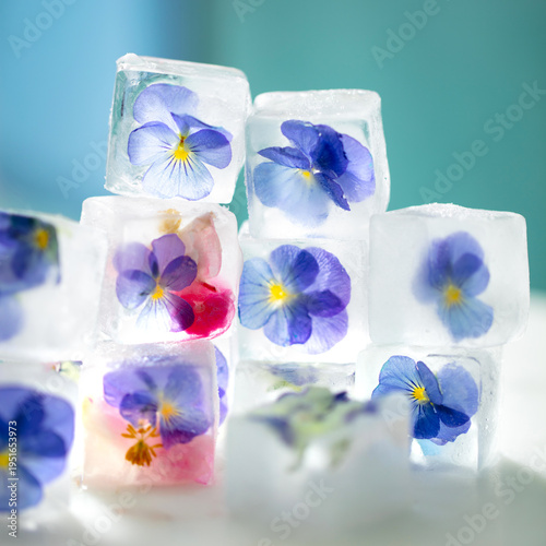 Transparent ice cubes holding pansy blooms, frozen elegance, refreshing visual delight, floral sophistication. Close up. Blue background.