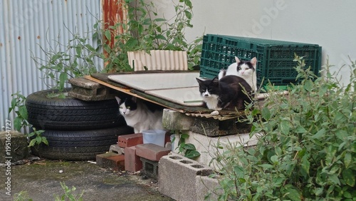 路地裏の廃材の隙間に佇む3匹の野良猫