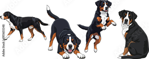 Greater Swiss Mountain Dog play bow jumping walking pose set
