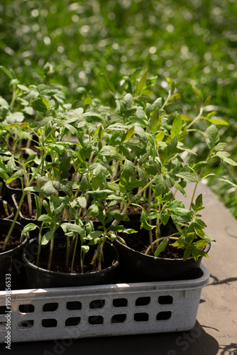 Young tomato plants growing in pots under natural sunlight