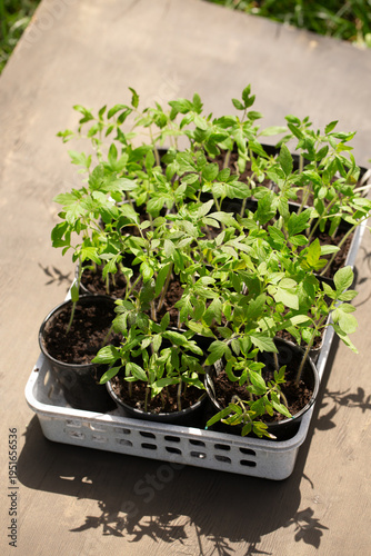 Tomato seedlings in pots ready for spring planting outdoors