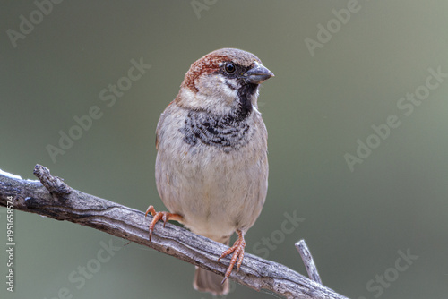 House sparrow perched on a branch