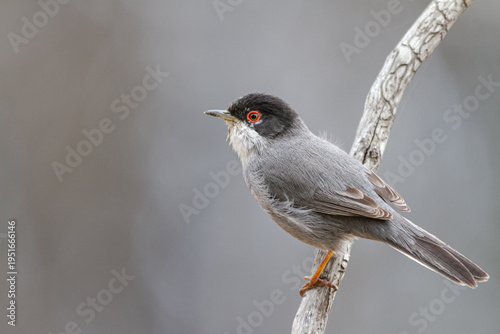 Male Sardinian warbler perched on a branch against a grey background