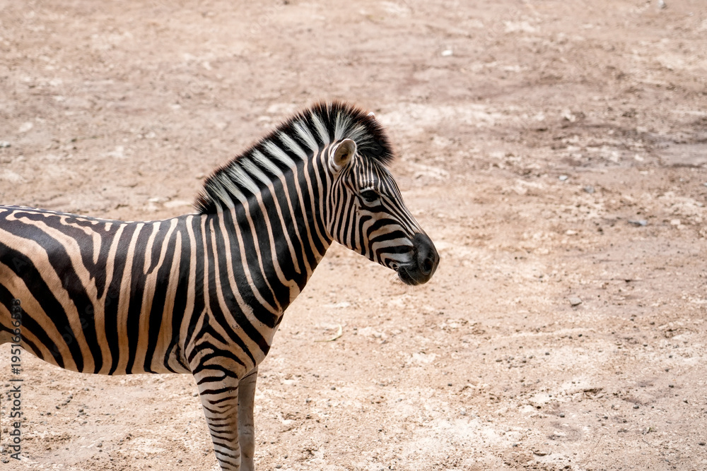 Naklejka premium Zebra stands alertly on dry, light brown ground under bright daytime sun. Unique black and white stripes cover its body, with its head slightly turned to the right