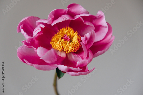 One single magenta pink peony flower in full bloom against gray background, close-up view. Spring or summer bloom.