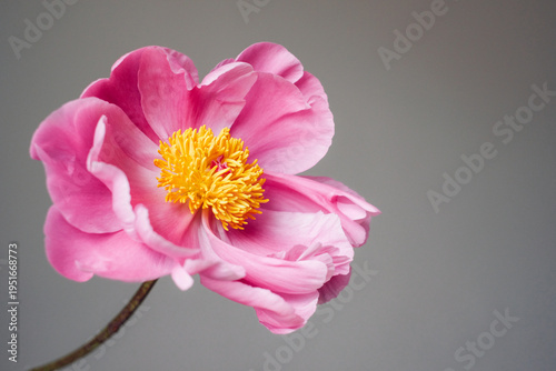 One single magenta pink peony flower in full bloom against gray background, close-up view. Spring or summer bloom. Negative space for text.
