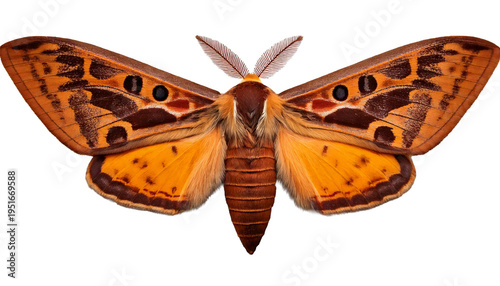 Isolated colourful patterned moth on display