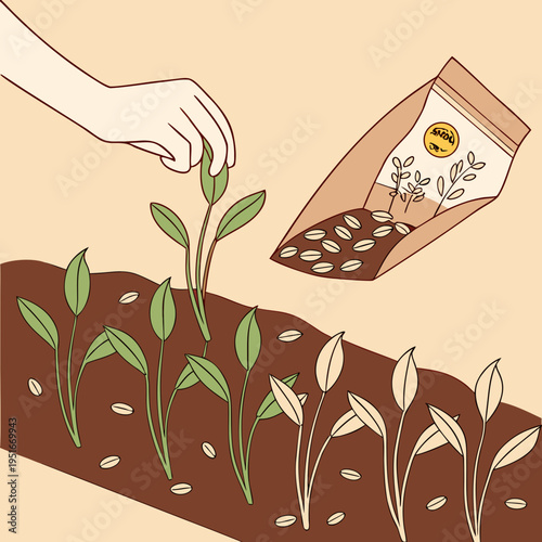 Hand planting young seedlings into soil alongside scattered seeds and seed