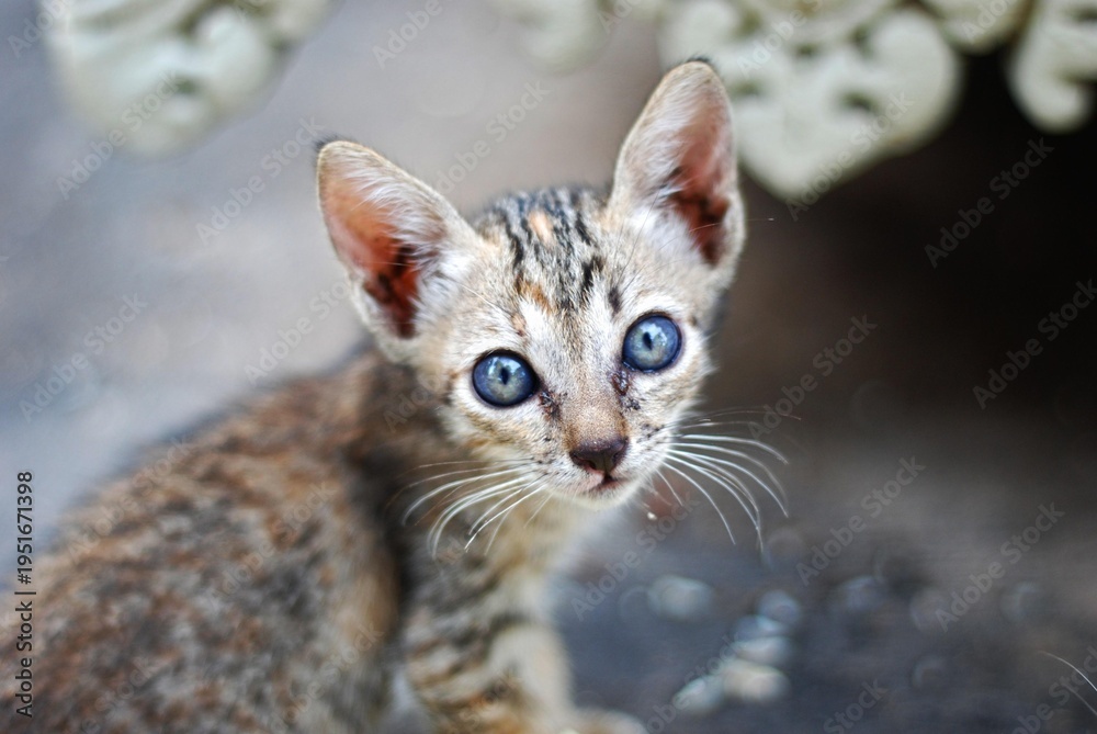 Fototapeta premium Cat Kitten