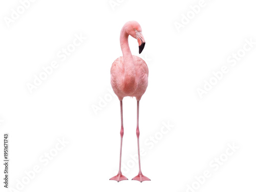 Pink flamingo standing, front view, isolated on transparent background (PNG)